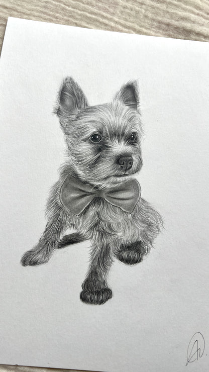 Ilustración a Lápiz mascota