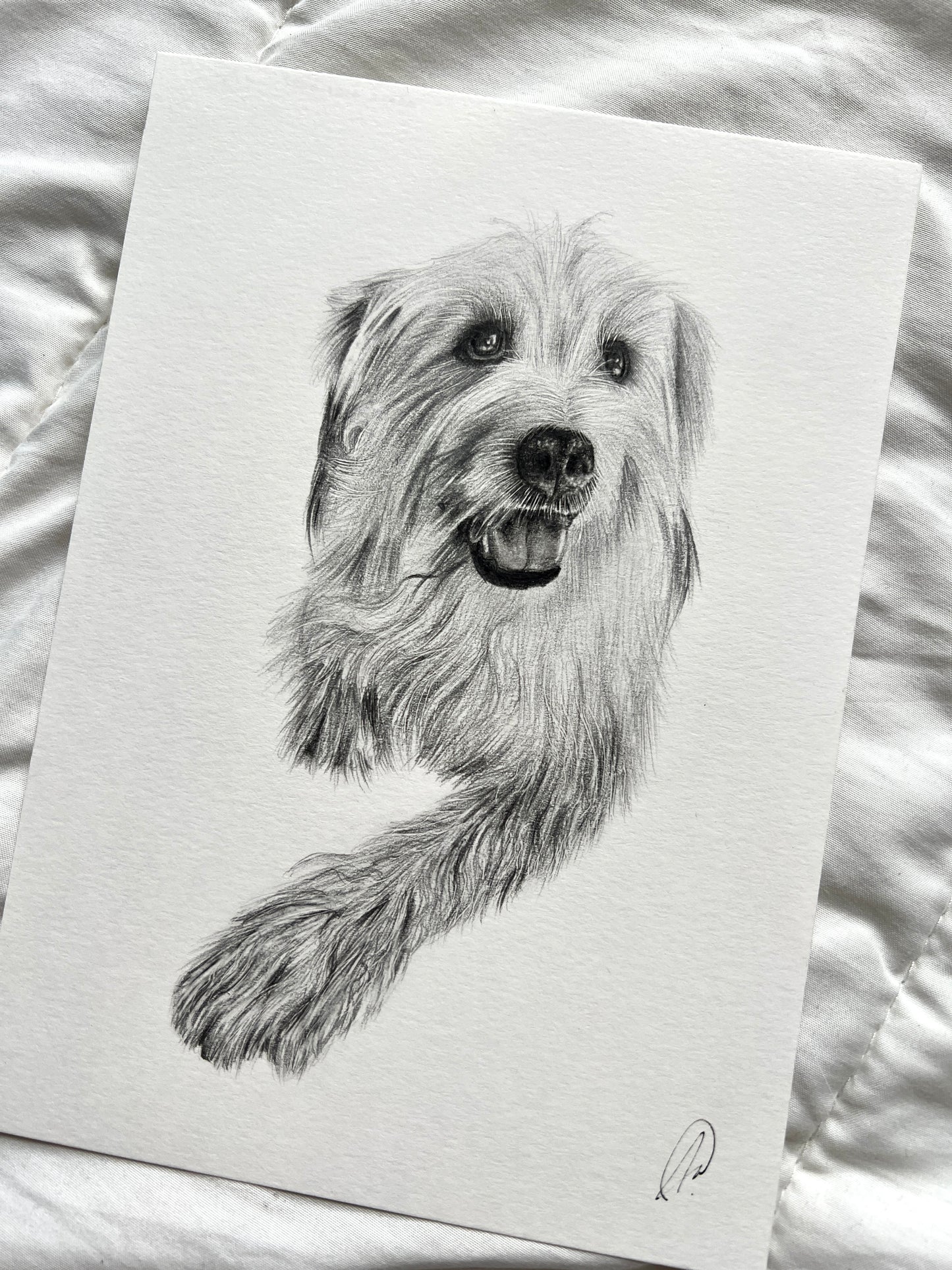 Pencil Illustration Pet