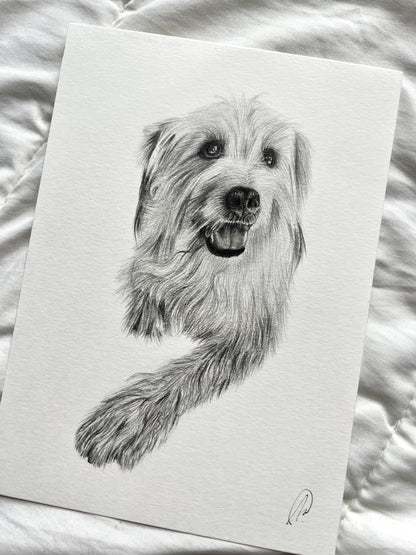 Pencil Illustration Pet