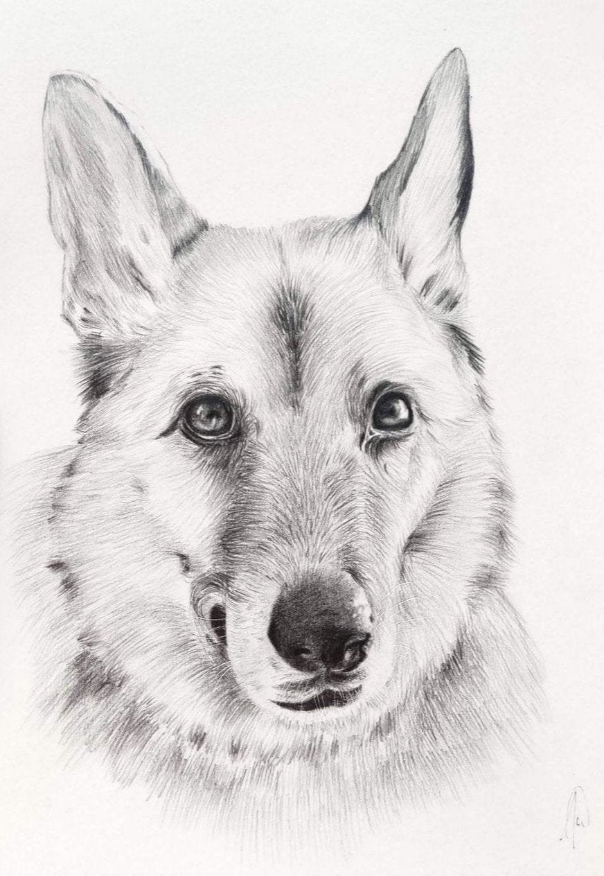 Pencil Illustration Pet