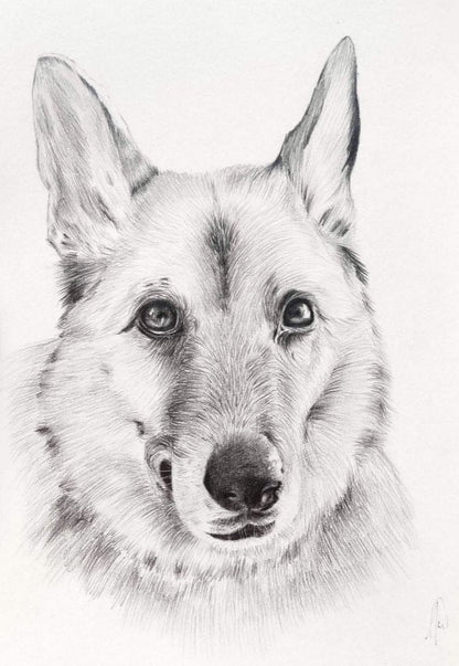 Pencil Illustration Pet