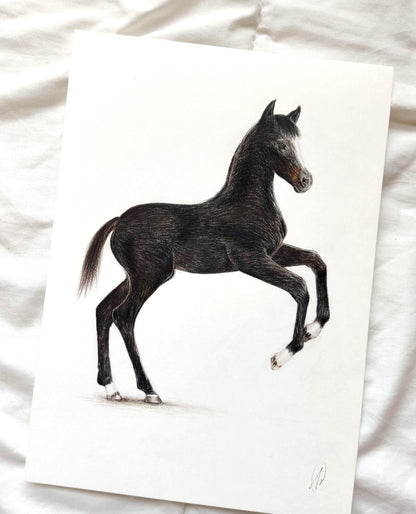 Pencil Illustration Pet